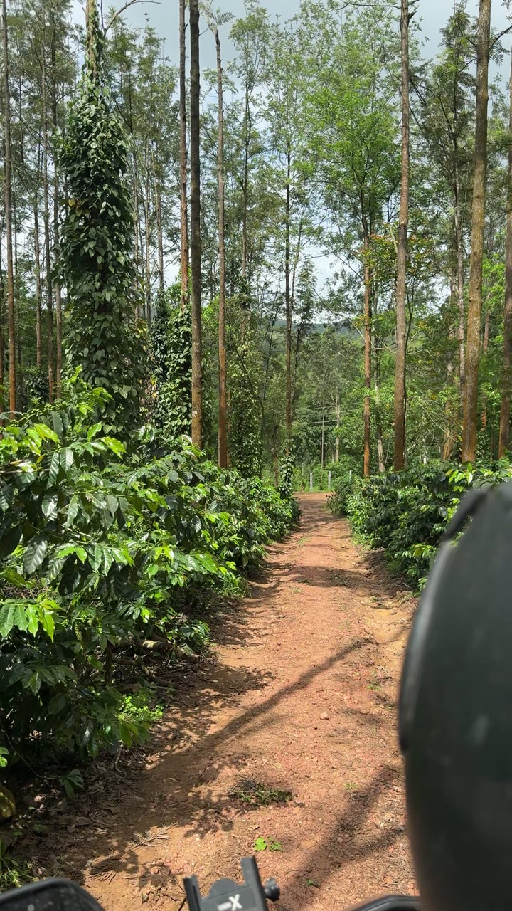 Coffee plants along the estate path at Silverwood