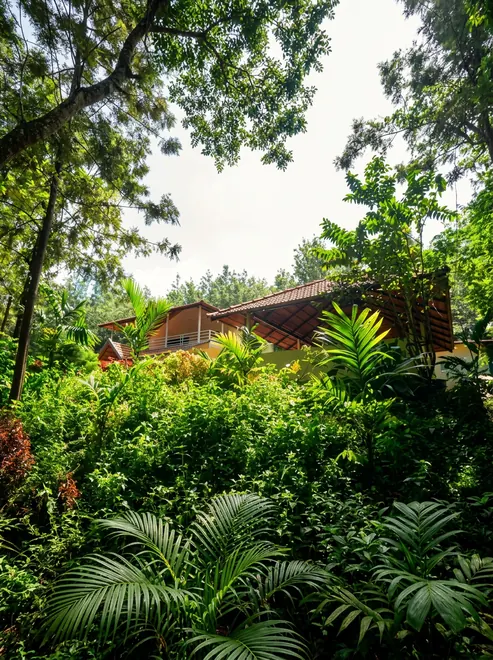 The Silverwood Homestay and its surroundings, Chikmagalur