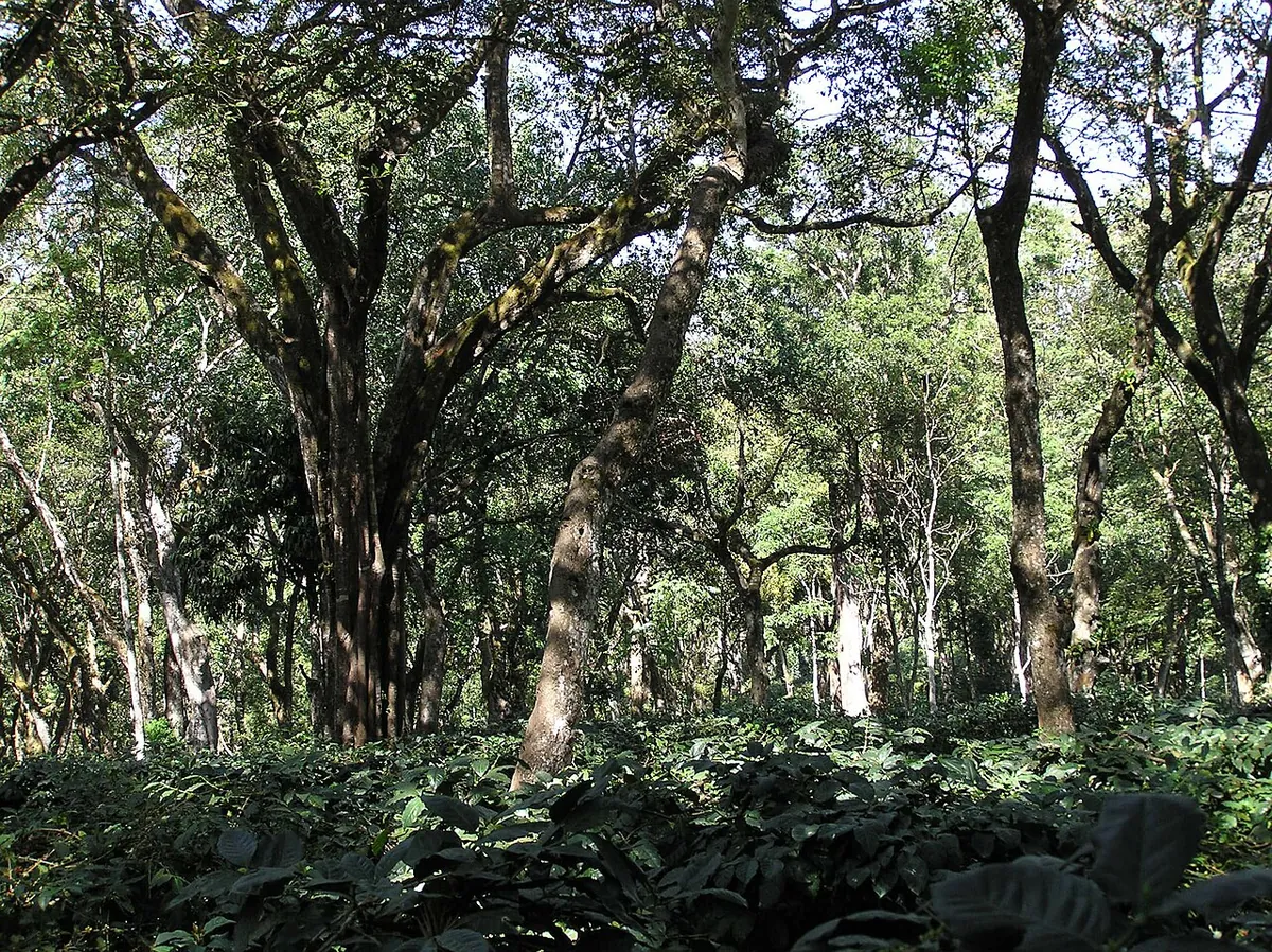 Coffee Estates